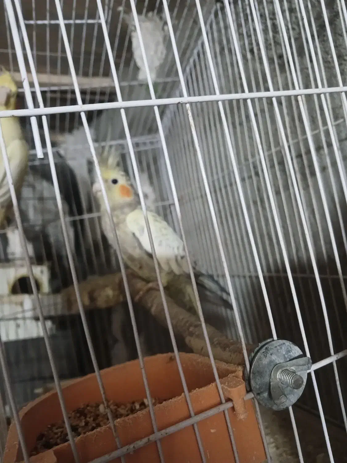 فروش دو عدد عروس هلندی لوتینو و گلباقالی|پرنده|فامنین, |دیوار