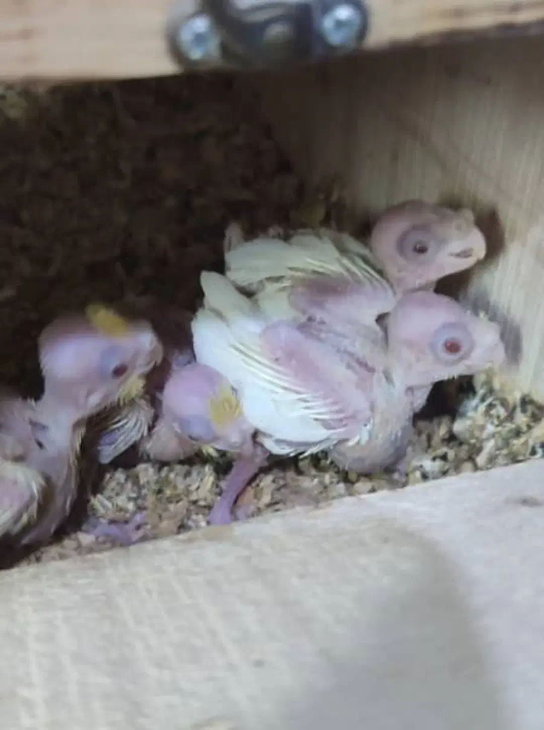 تعدادی جوجه سرلاکی عروس هلندی نژاد های مختلف|پرنده|مرودشت, کناره|دیوار