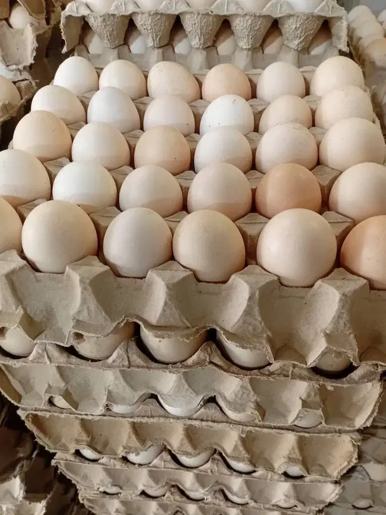 تخم مرغ عمده|عمده‌فروشی|تهران, هلال احمر|دیوار