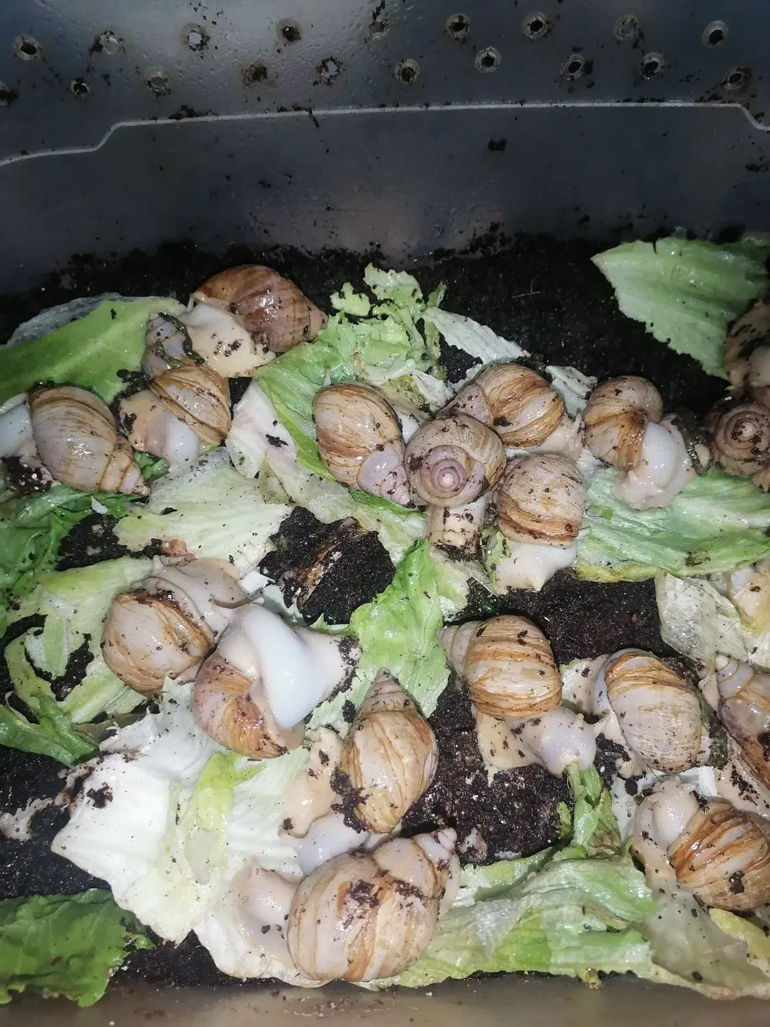 حلزون آچاتینا افریقایی البینو|خزنده|اصفهان, خانه اصفهان|دیوار