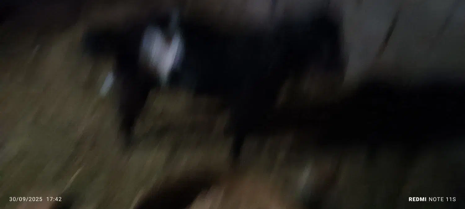 فروش دو عدد تروشت|حیوانات مزرعه|بمپور, |دیوار