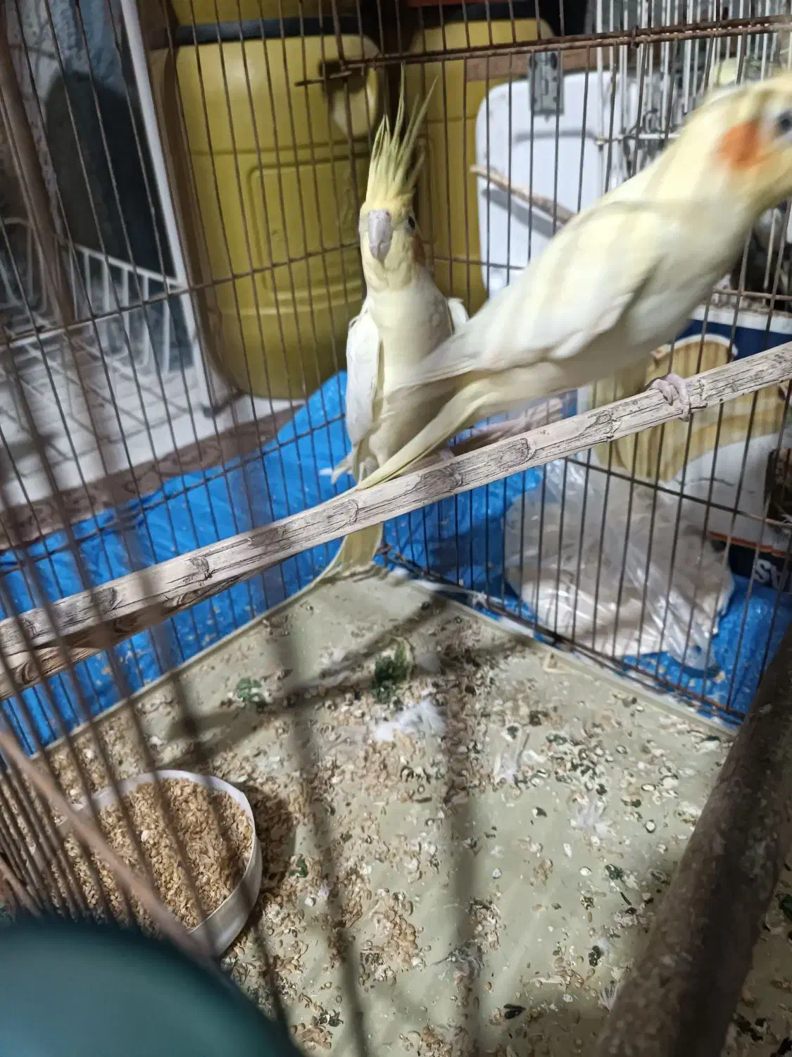 جفت عروس هلندی در کاکی|پرنده|کاکی, |دیوار