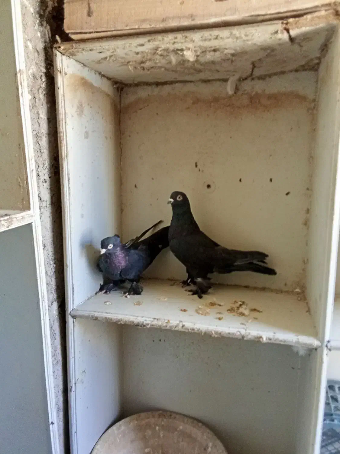 کبوتر|پرنده|آذرشهر, |دیوار