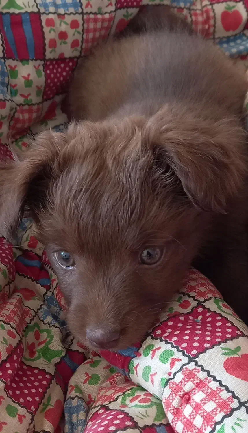 سگ آپارتمانی|سگ|نیشابور, کشتارگاه|دیوار