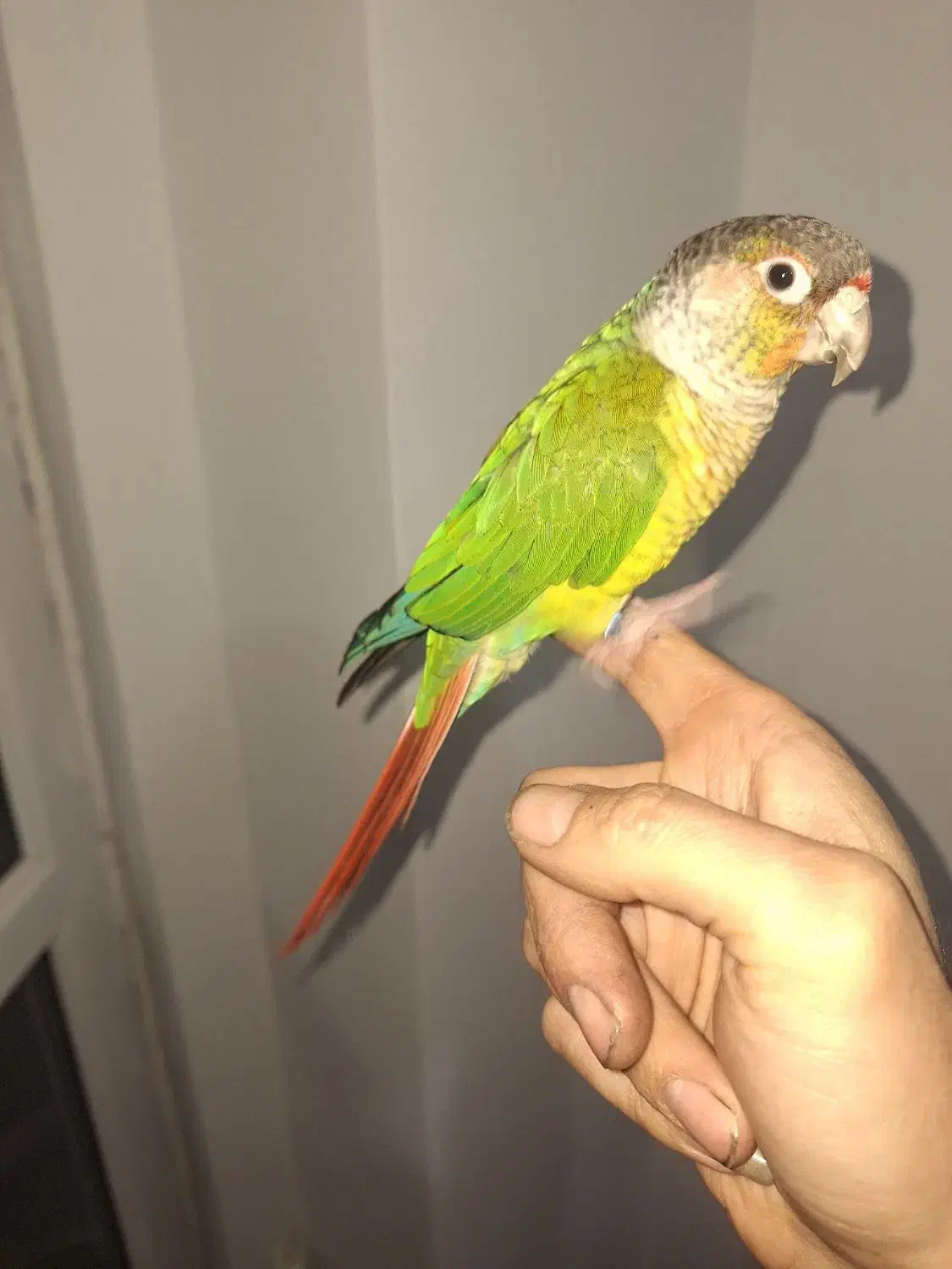 گرینچیک|پرنده|پردیس, فاز ۸|دیوار