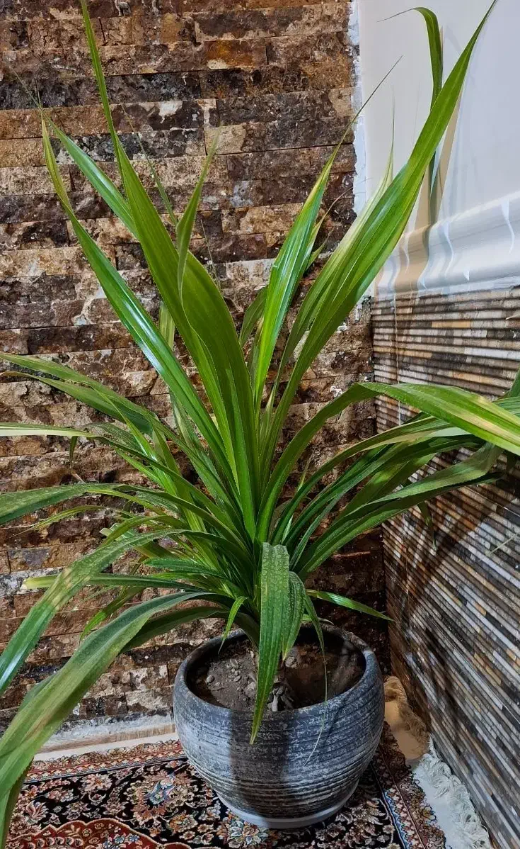 گل طبیعی|گل و گیاه طبیعی|یاسوج, |دیوار