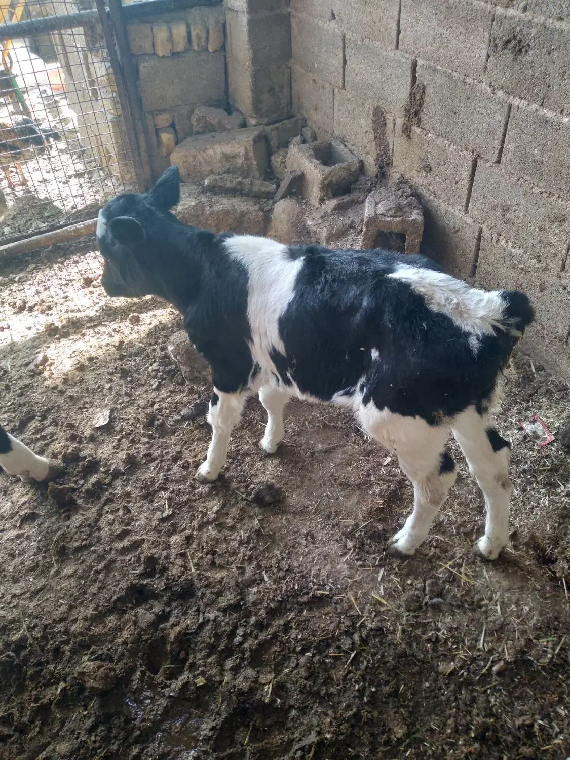 گوساله|حیوانات مزرعه|شیراز, فرودگاه شهید دستغیب شیراز|دیوار