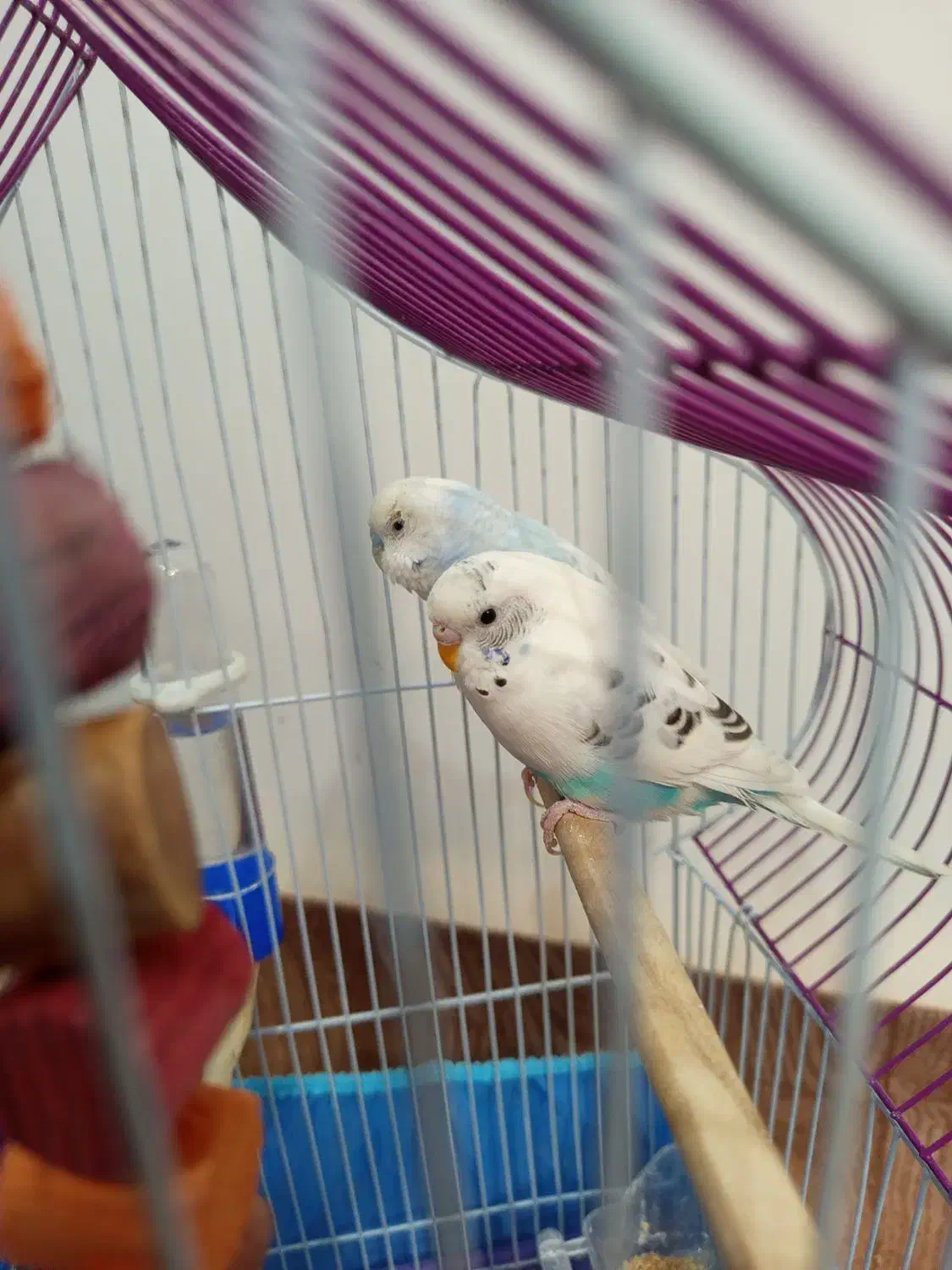 مرغ عشق|پرنده|الیگودرز, |دیوار