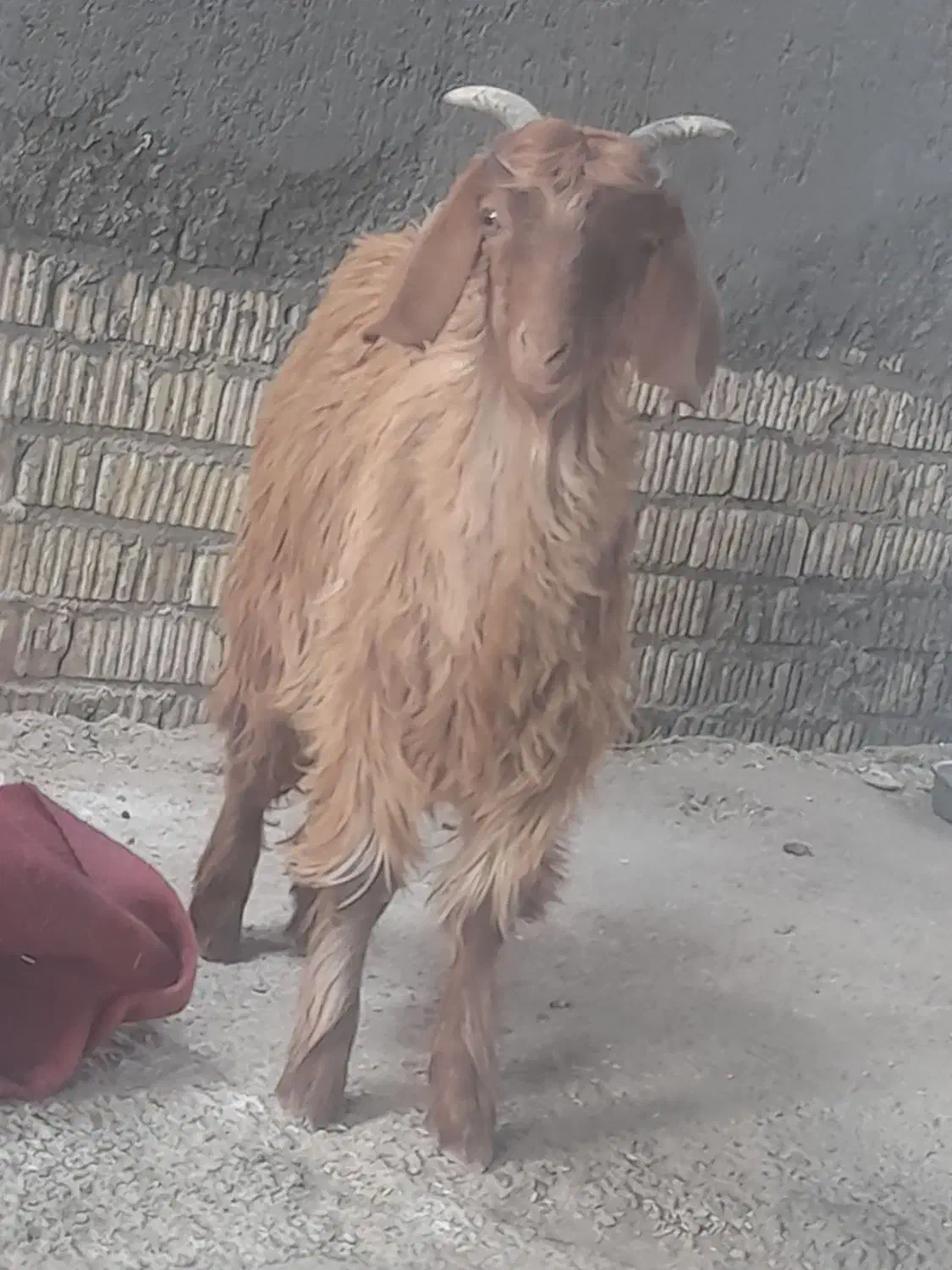 کهره ترکی مودار ذات ملکه|حیوانات مزرعه|جنت, |دیوار