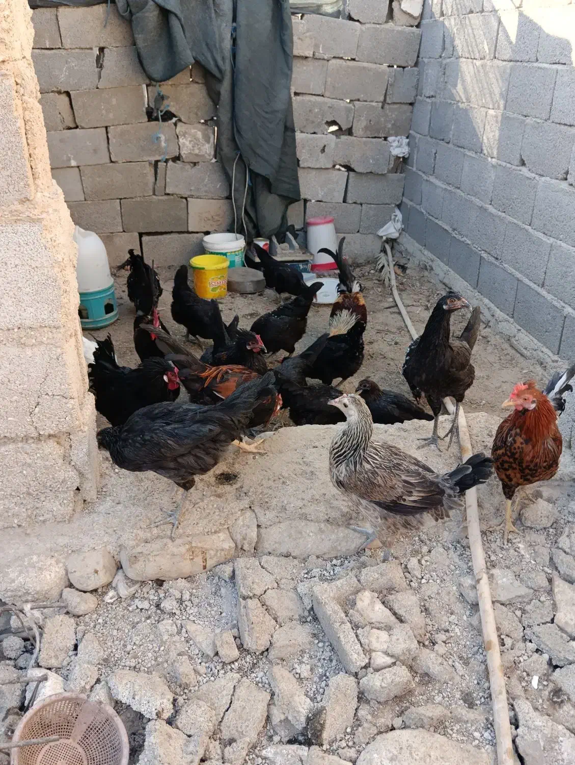 مرغ و خروس محلی|حیوانات مزرعه|خورموج, |دیوار