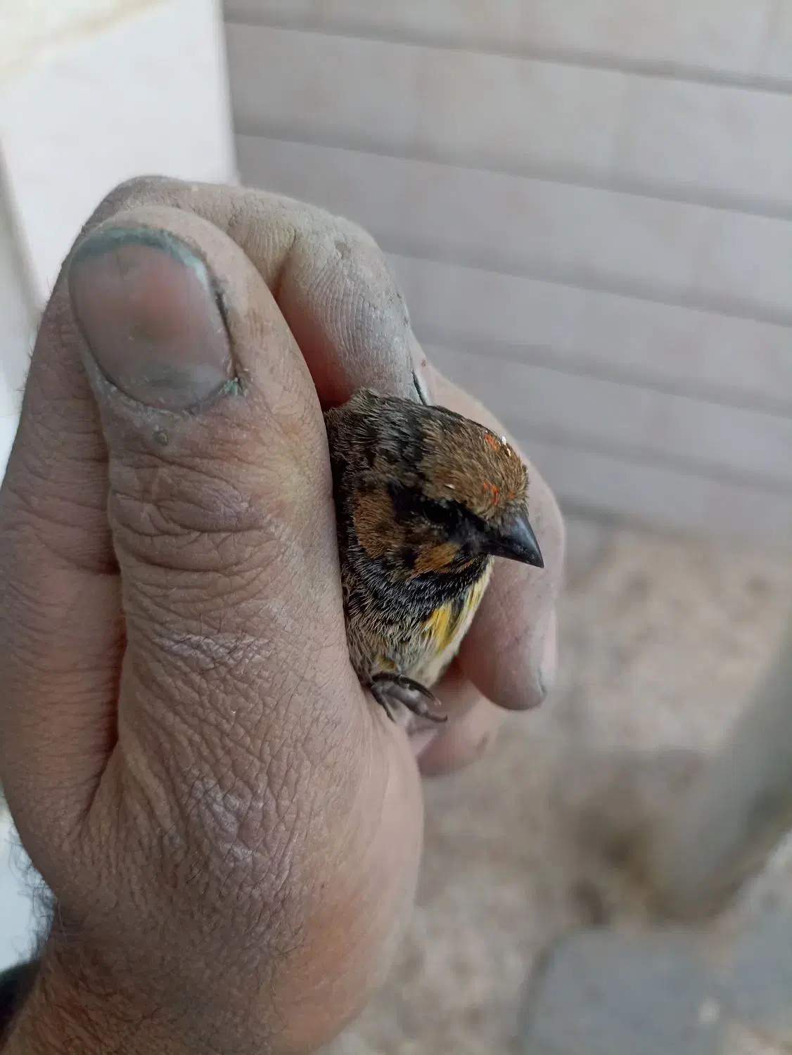 سهره گلبسر قناری|پرنده|خمینی‌شهر, |دیوار