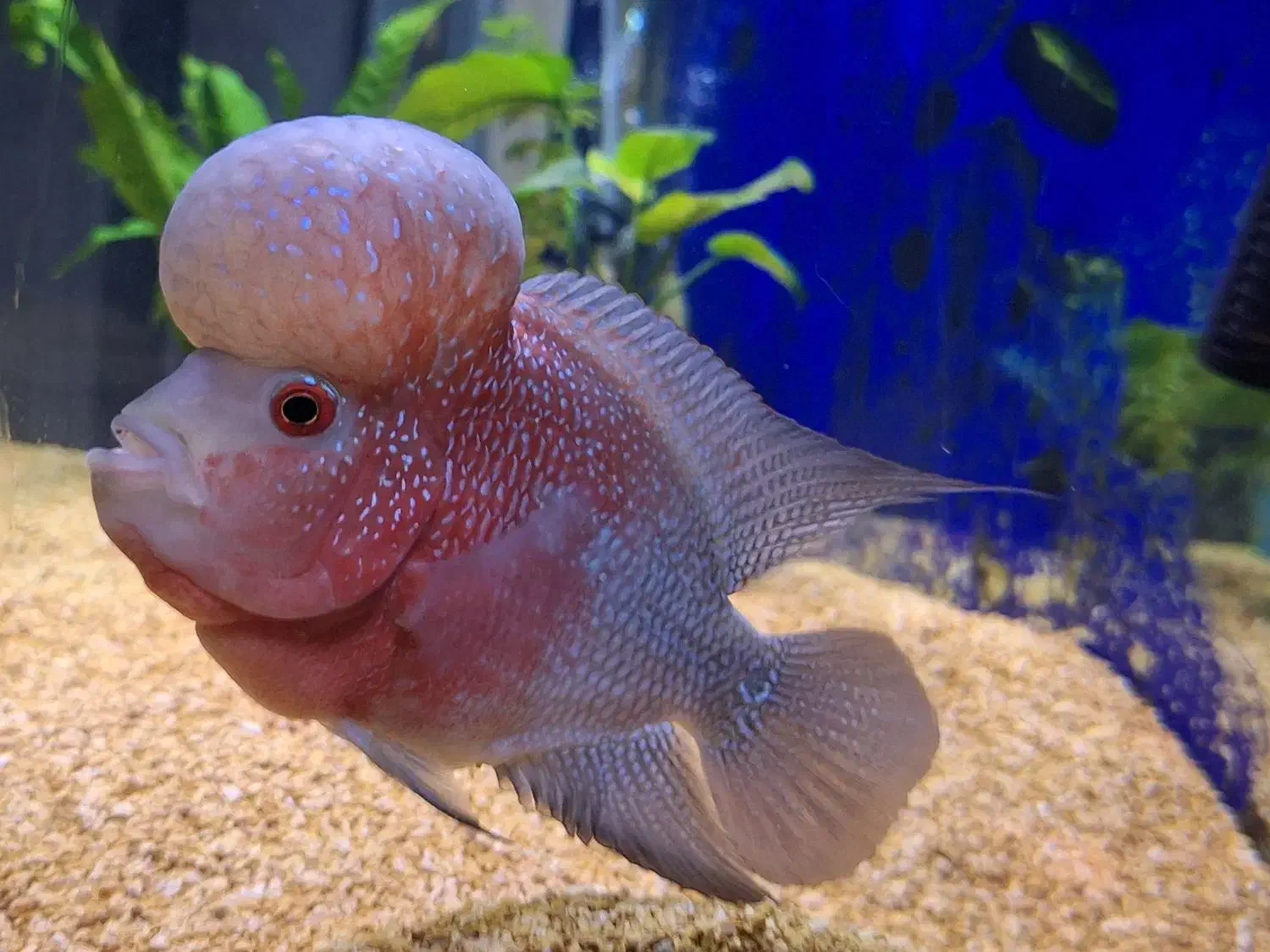 ماهی فلاورن هورن +غذا اوشن فری|ماهی|شیراز, سهل‌آباد|دیوار