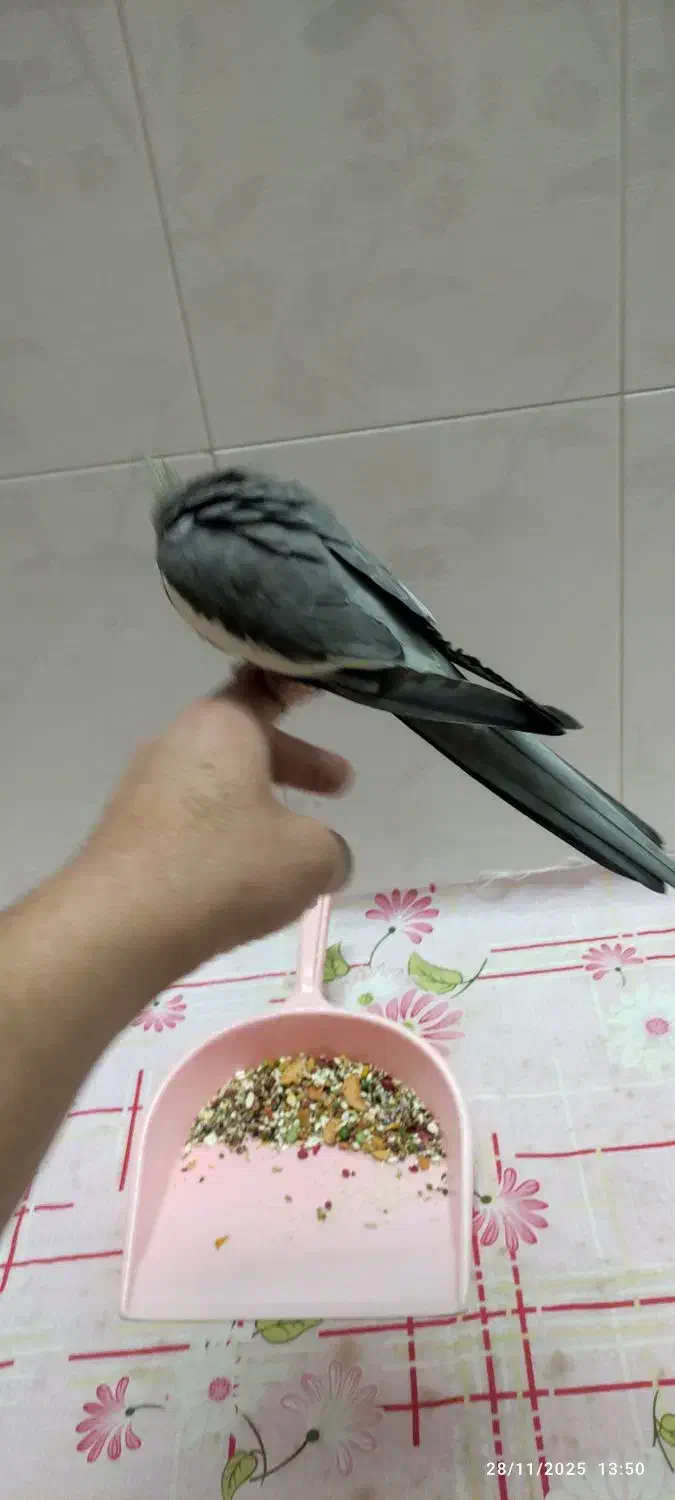 یک جفت عروس هلندی|پرنده|همدان, |دیوار