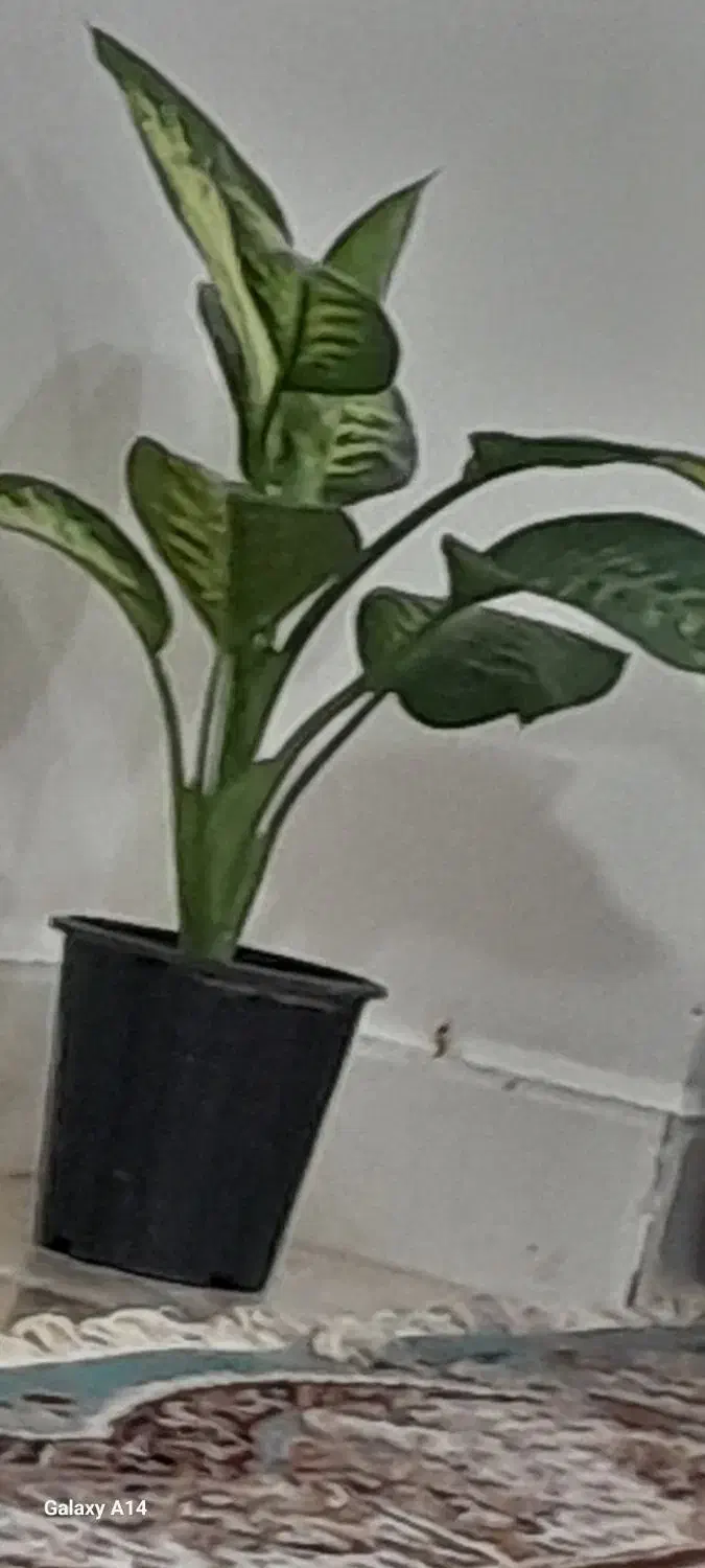 فروش منزل نیم کاره در سوران|فروش خانه و ویلا|سیب و سوران, |دیوار