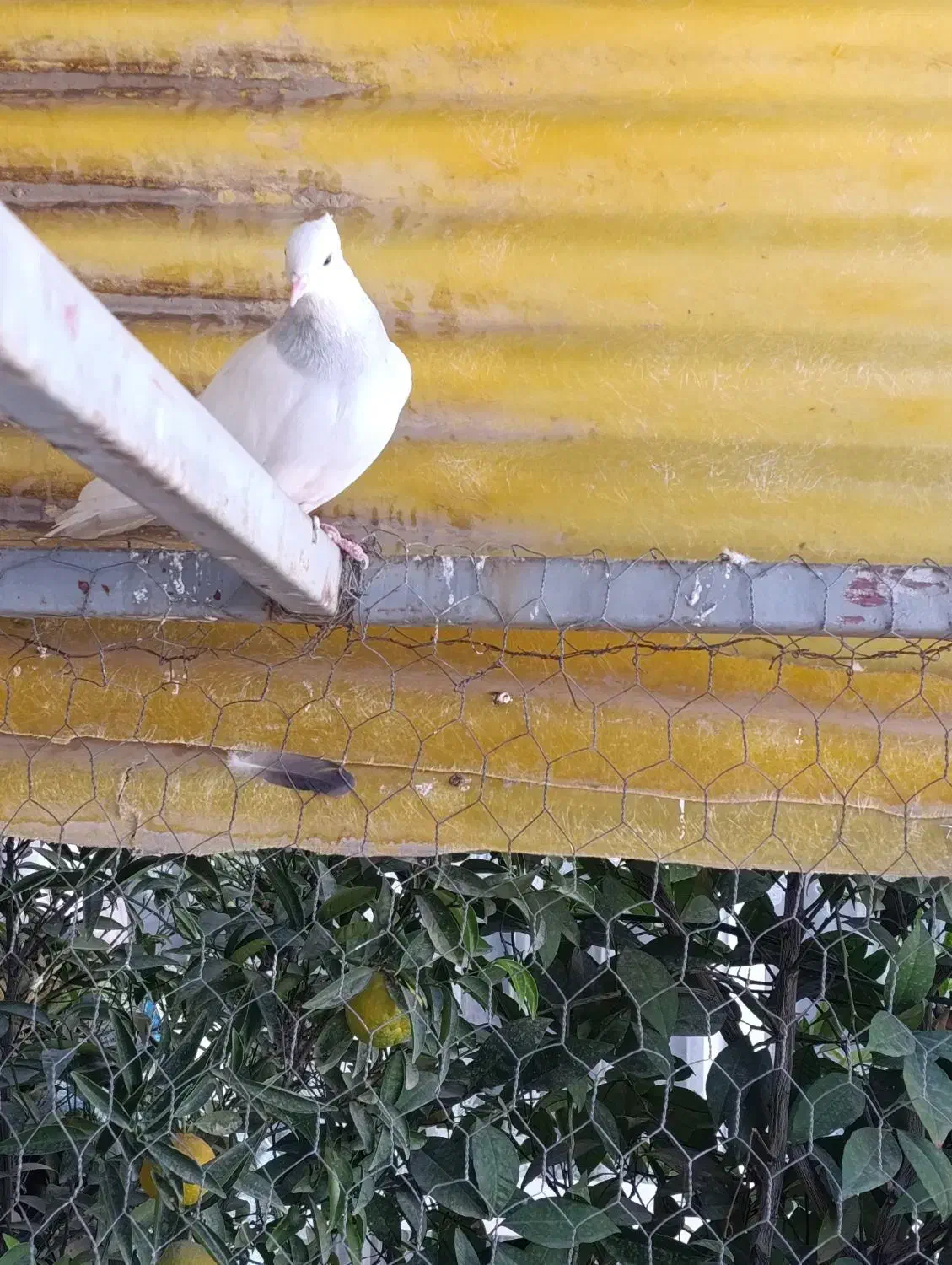 فروش کبوتر طوقی|پرنده|خمینیشهر, |دیوار