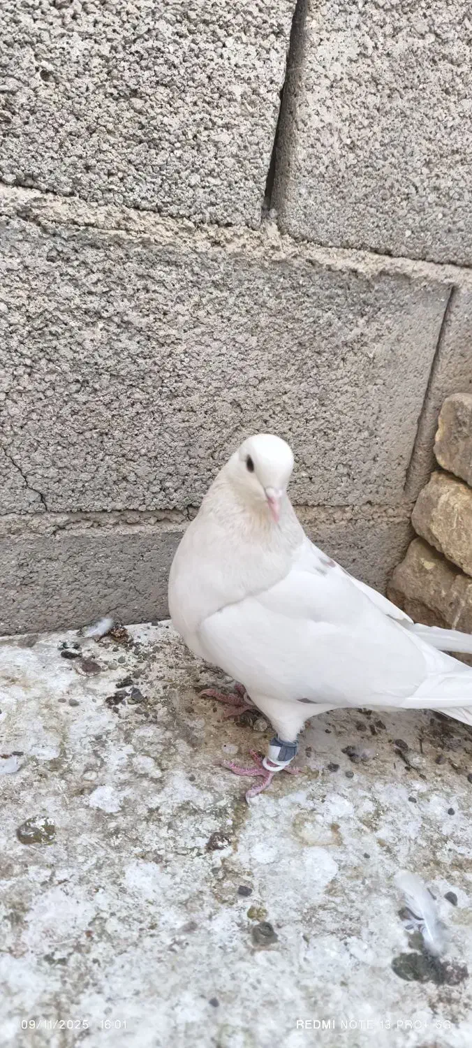 طوقی پلاکی سفید پرشی|پرنده|شاهینشهر, شهرک سایت|دیوار