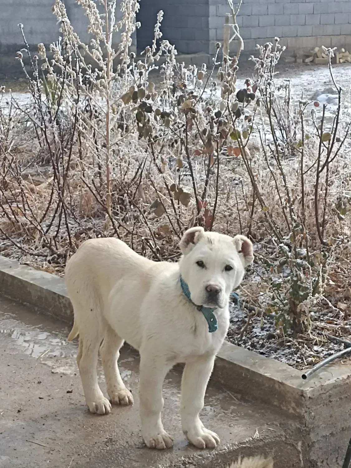 آلابای روس|سگ|فرخ‌شهر, |دیوار