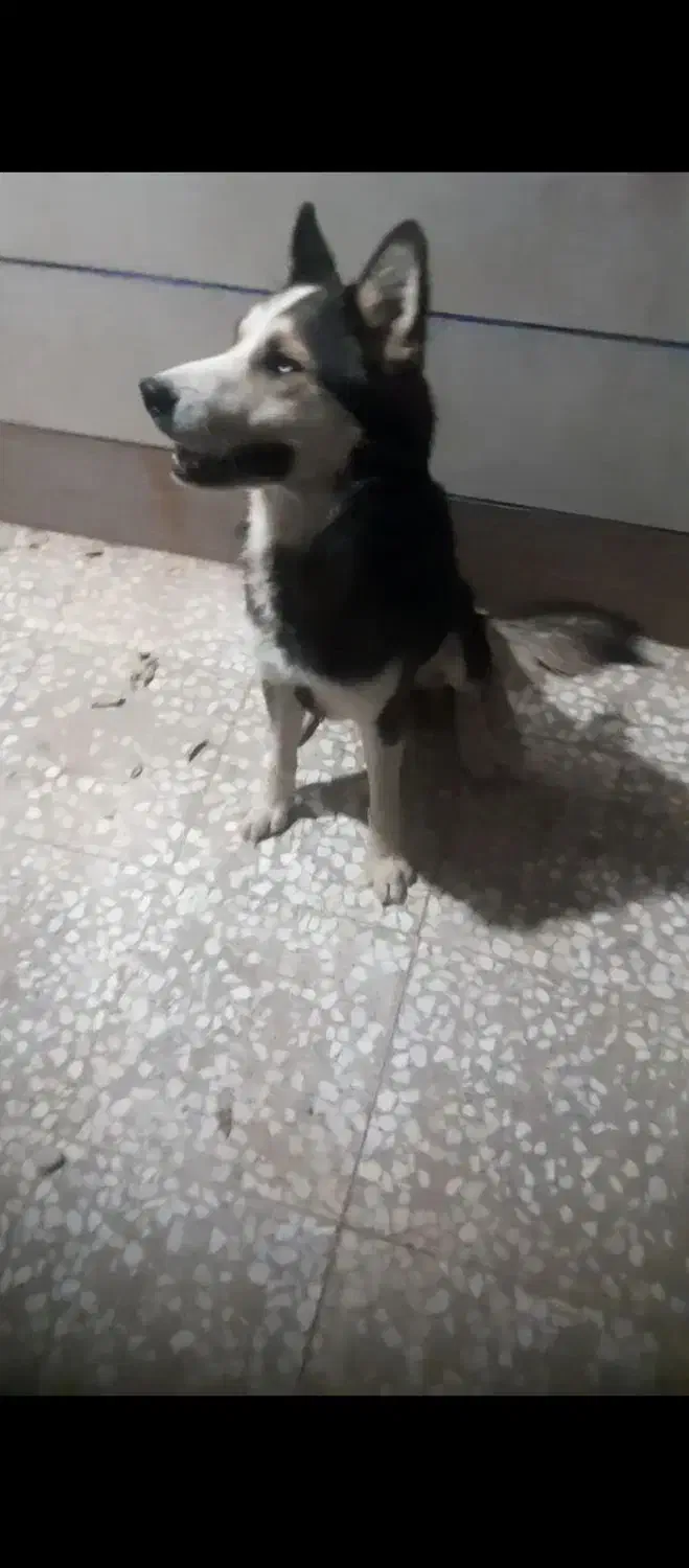 سگ هاسکی|سگ|بوئین زهرا, |دیوار