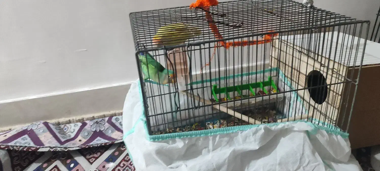 طوطی برزیلی|پرنده|آبدانان, |دیوار