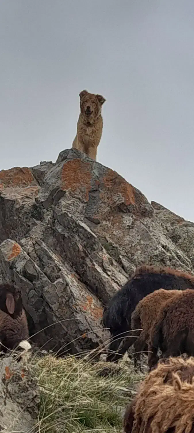 نژادسراب قدیم ۱۵ ماه جوان گلی زمانت|سگ|بستان آباد, |دیوار