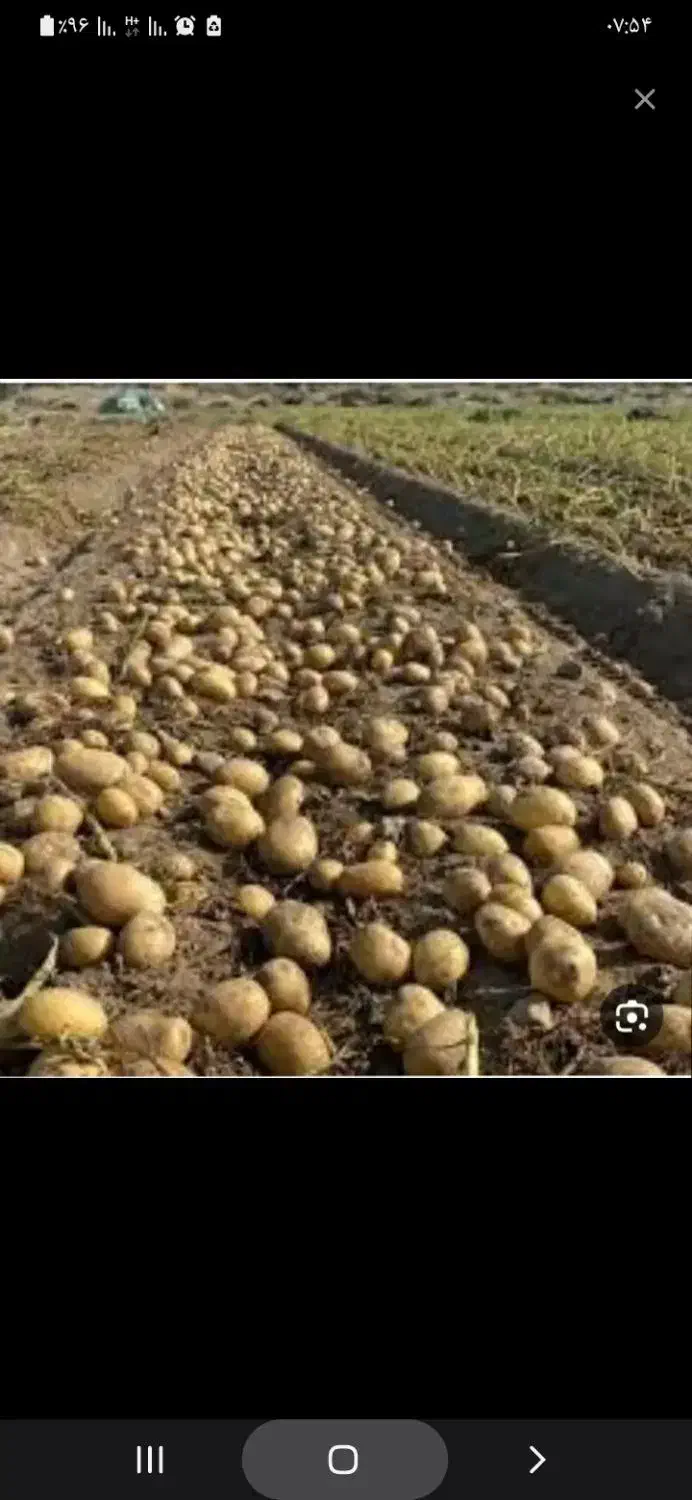 اکیپ هستیم برای بار زدن سیب زمینی|خدمات باغبانی و درختکاری|قیدار, |دیوار