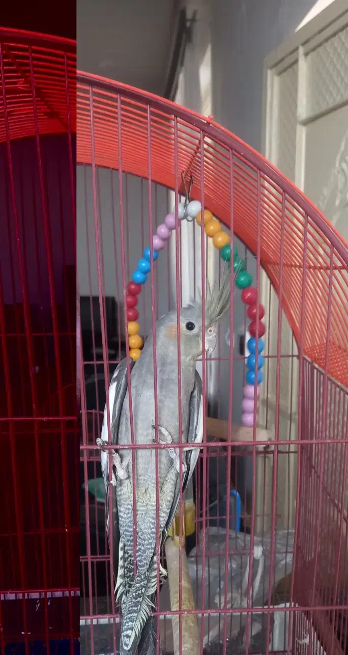 عروس هلندی سرحال|پرنده|تبریز, |دیوار