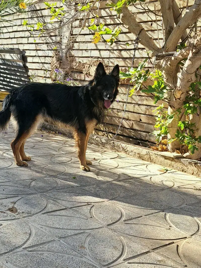 فروش ژرمن مو کلاسیک نر +هدیه ،توضیحات کامل|سگ|بم, |دیوار