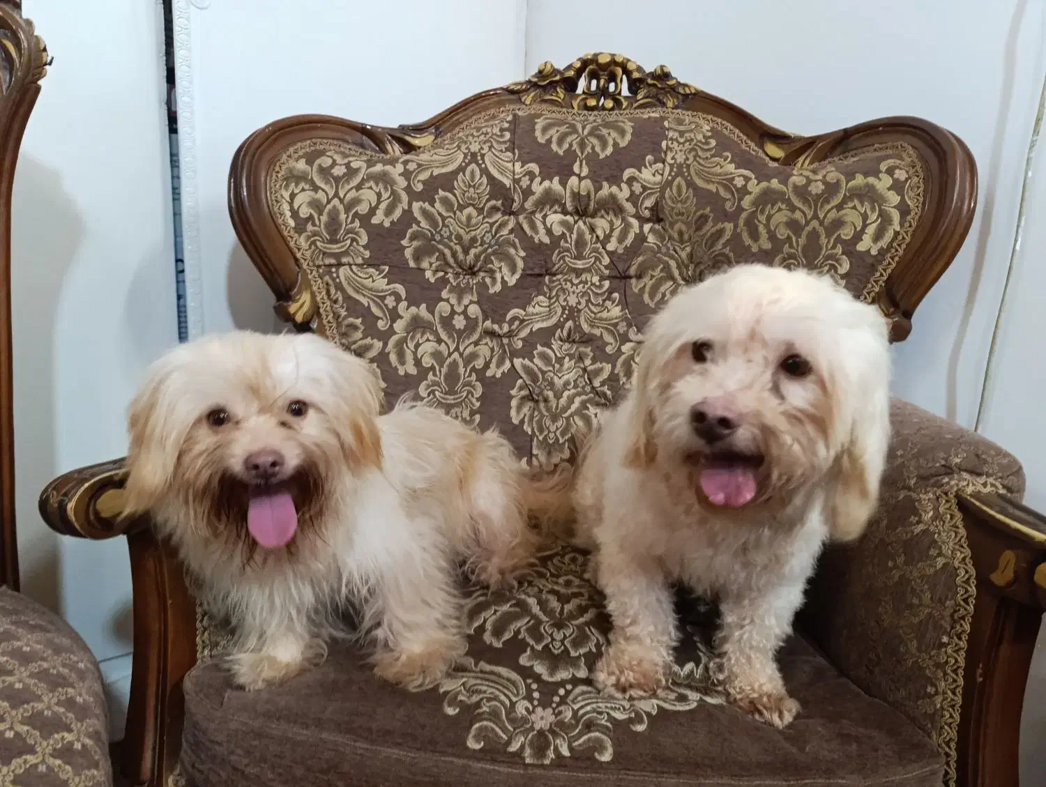 واگذاری|سگ|بابلسر, |دیوار