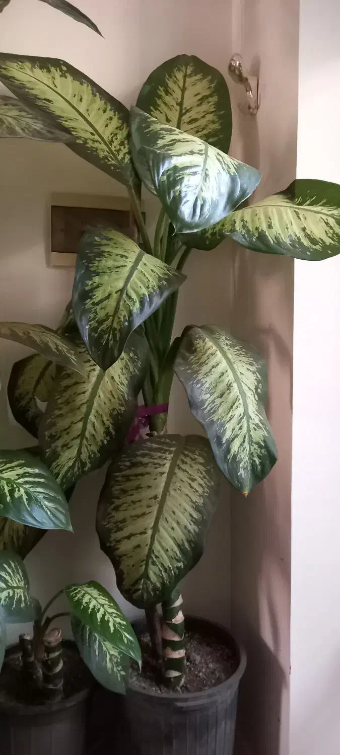 گل دیفن باخیا|گل و گیاه طبیعی|زنجان, |دیوار