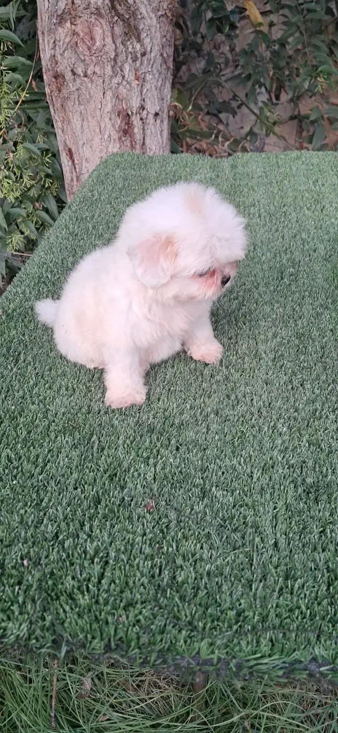 توله شتزو نر سوپر فلت سفید|سگ|قائم‌شهر, |دیوار