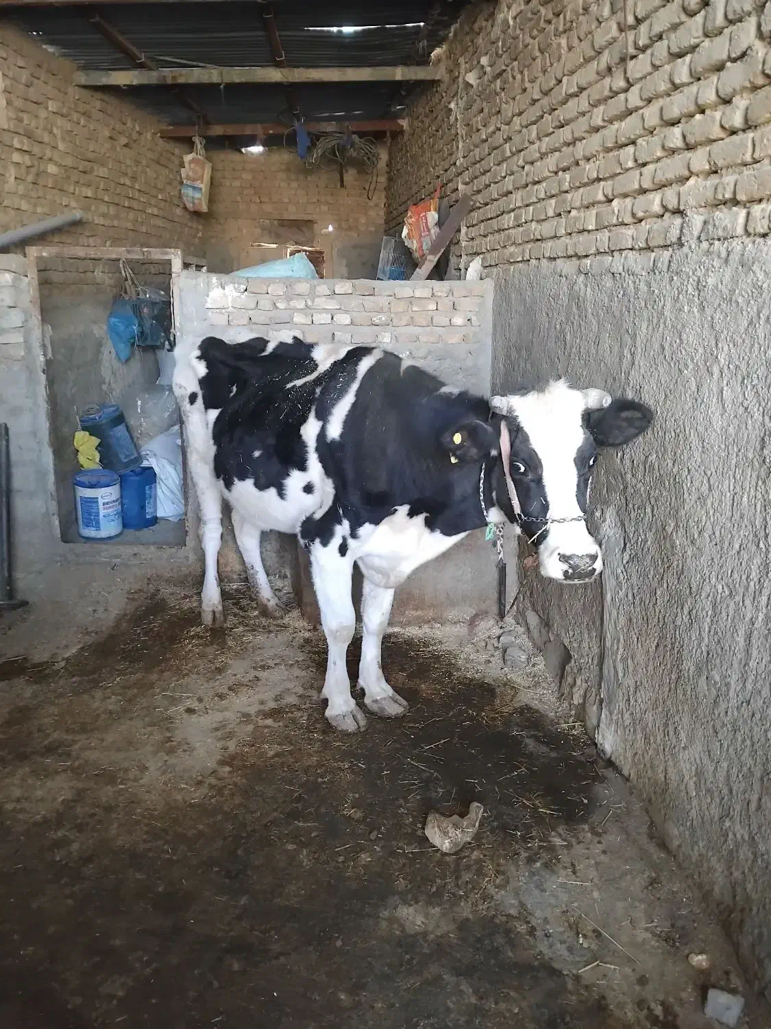 گاو توافقی|حیوانات مزرعه|کوهدشت, |دیوار