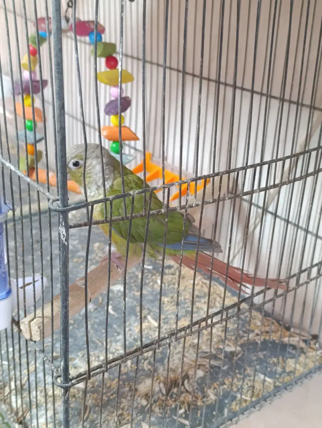 گرینجیک|پرنده|قم, باغ اشرافی|دیوار