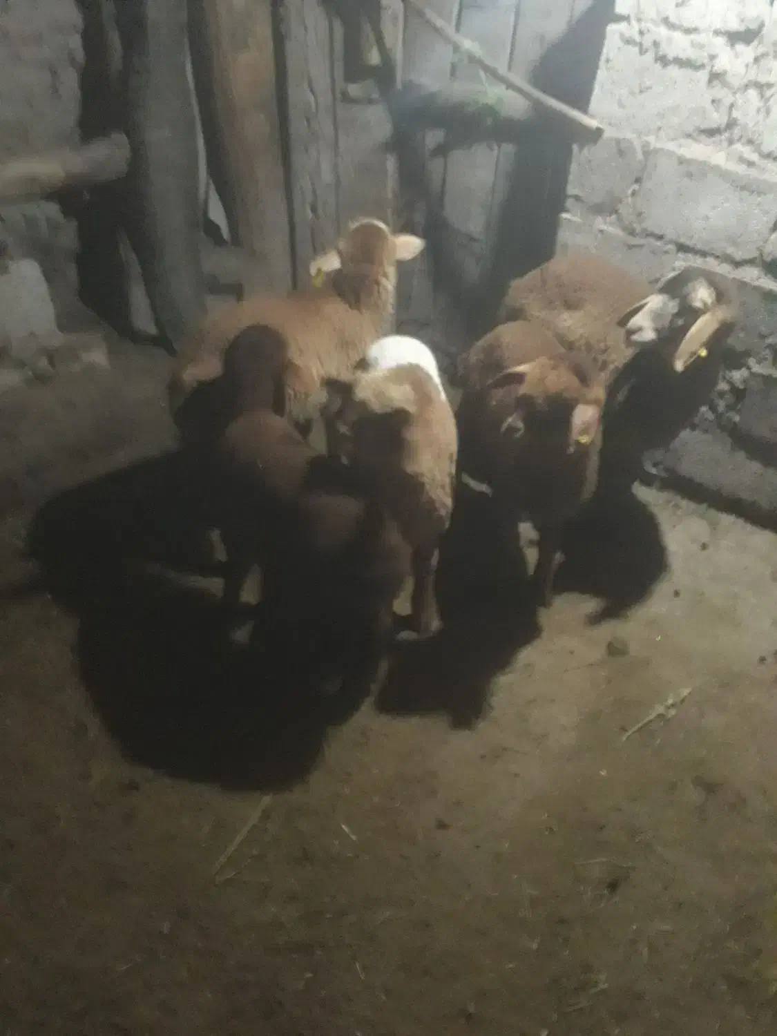 بره|حیوانات مزرعه|انگوت, |دیوار