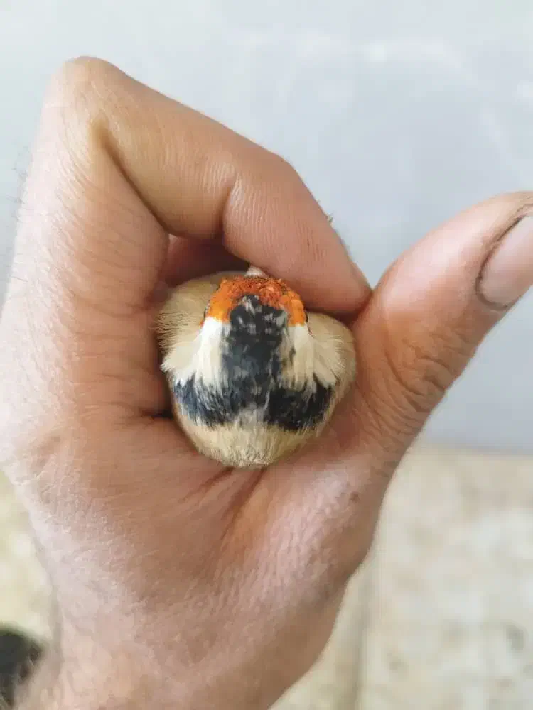 سهره کت بازکن و دورگ|پرنده|شیراز, نصر|دیوار