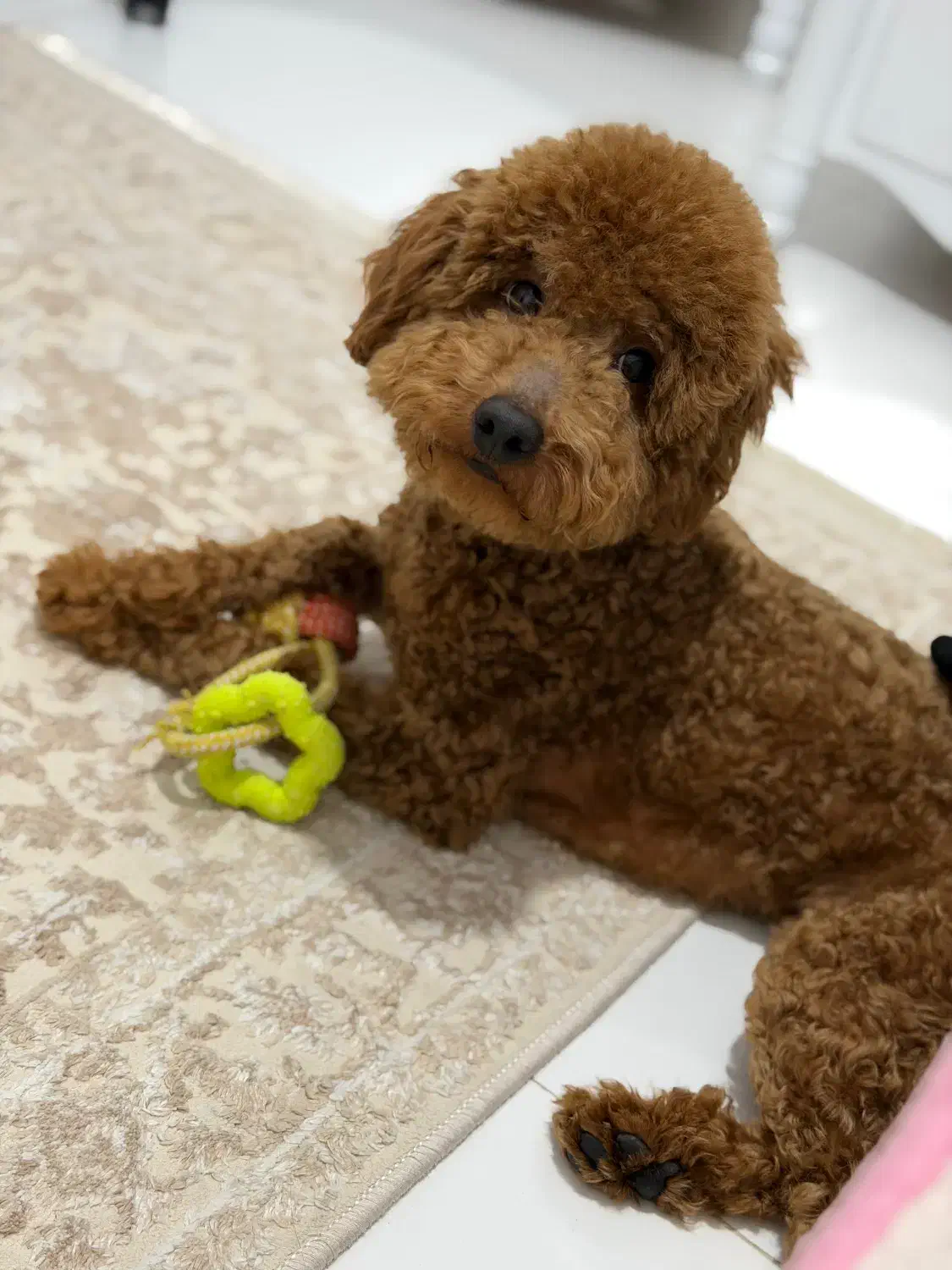 یک پودل مینیاتور|سگ|کرمانشاه, |دیوار