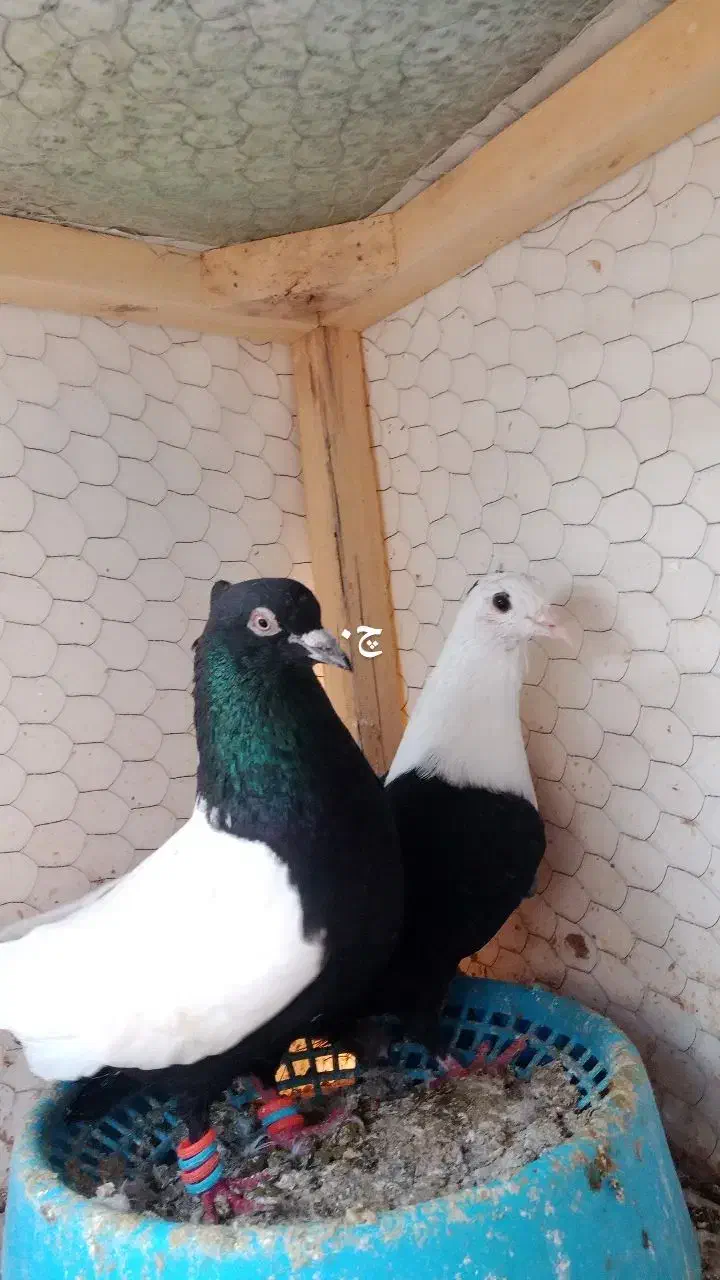 دوتا خوشگل|پرنده|نیشابور, مازول|دیوار