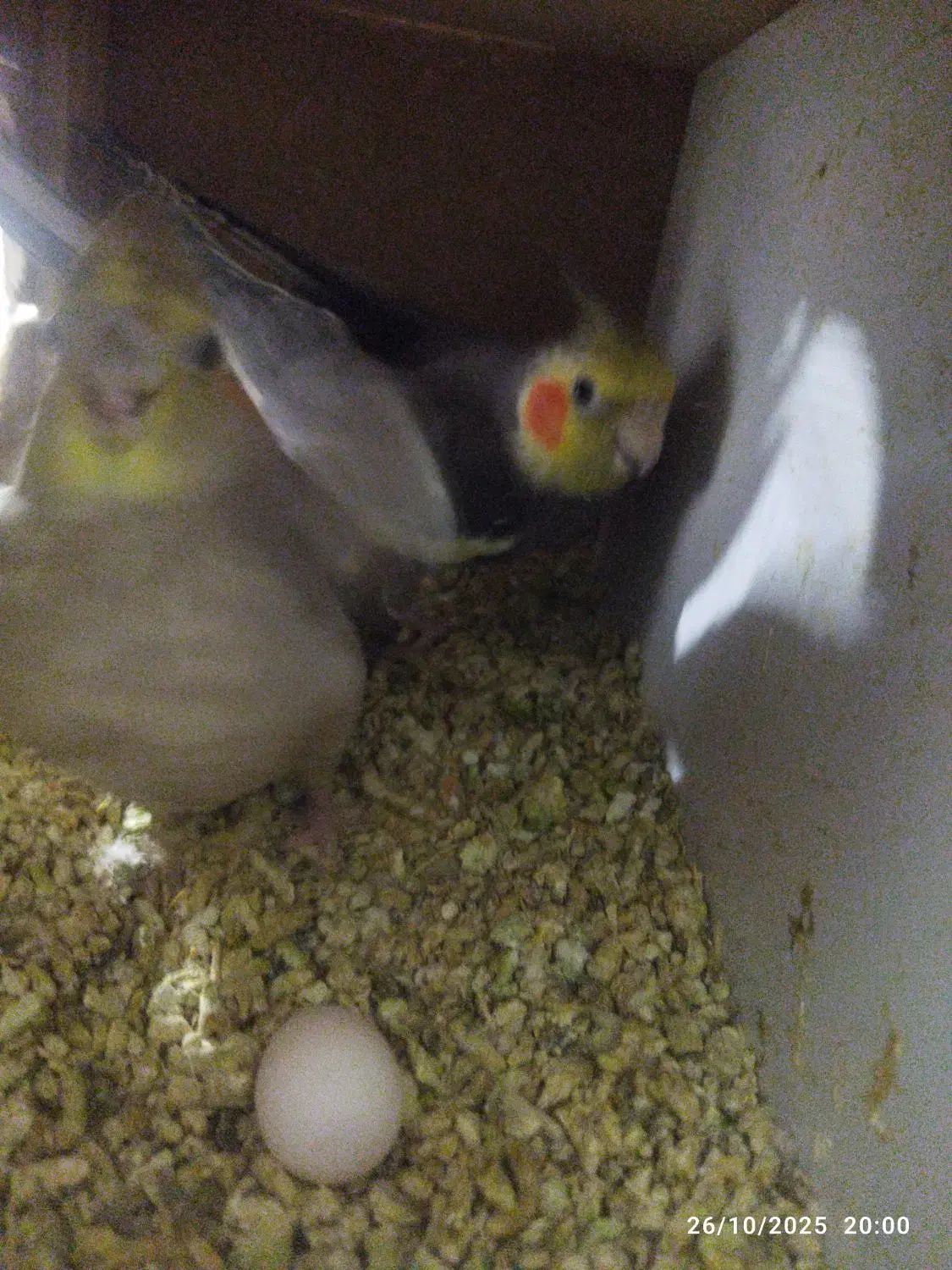 باسلام جفت عروس هلندی فروشی|پرنده|قیدار, |دیوار