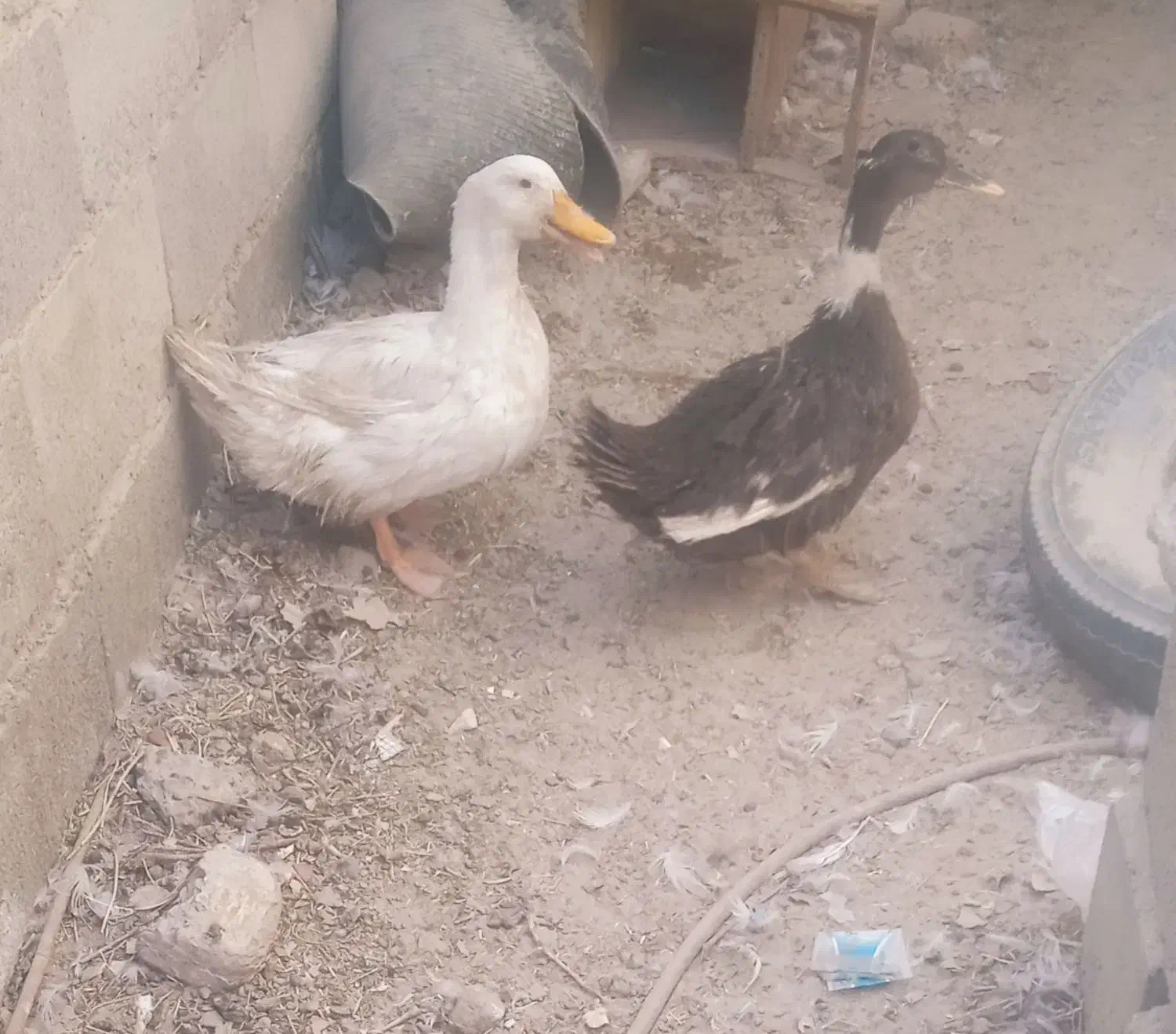 اردک|حیوانات مزرعه|هامون, |دیوار