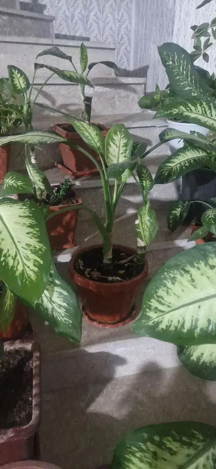 گل طبیعی|گل و گیاه طبیعی|یاسوج, |دیوار