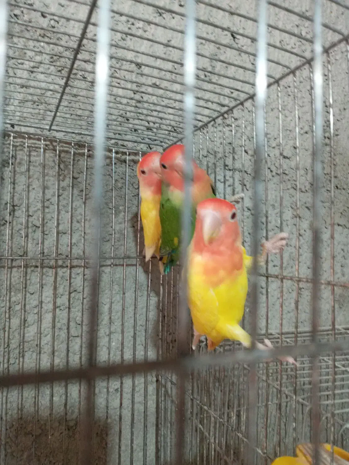 طوطی برزیلی|پرنده|مبارکه, |دیوار