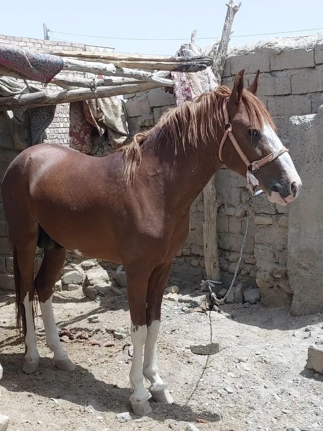 کرنک چهار قلم سفید یورقه|اسب و تجهیزات اسبسواری|ملکآباد, |دیوار