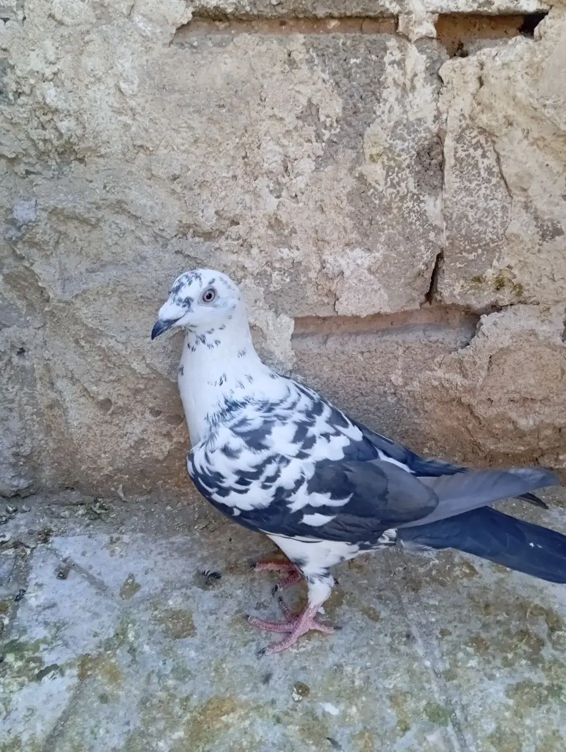 ماده سیاه|پرنده|داراب, |دیوار