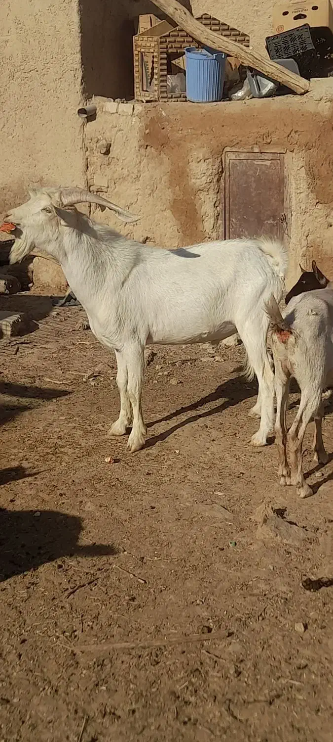 نر سان|حیوانات مزرعه|داراب, |دیوار