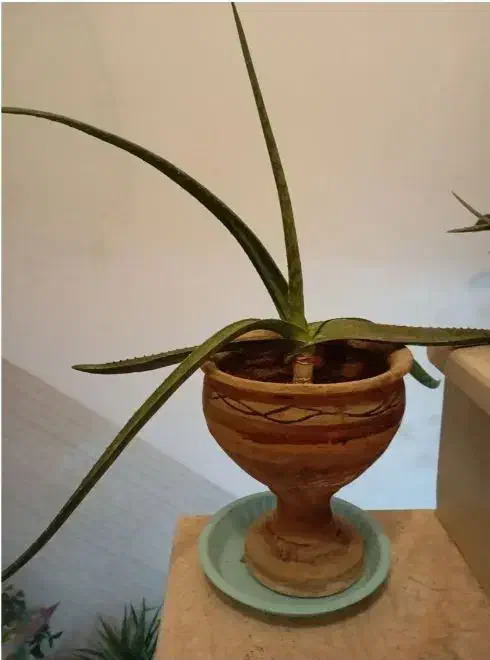 گل مصنوعی فروش یا معاوضه|گل مصنوعی|یزد, |دیوار