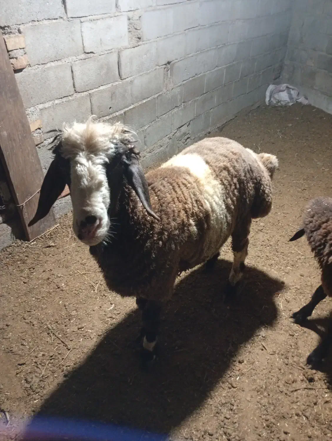 دو..رس نر بره چاق|حیوانات مزرعه|مینودشت, |دیوار