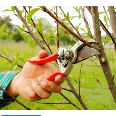 هرس درختان|خدمات باغبانی و درختکاری|محمدشهر, همایون ویلا|دیوار