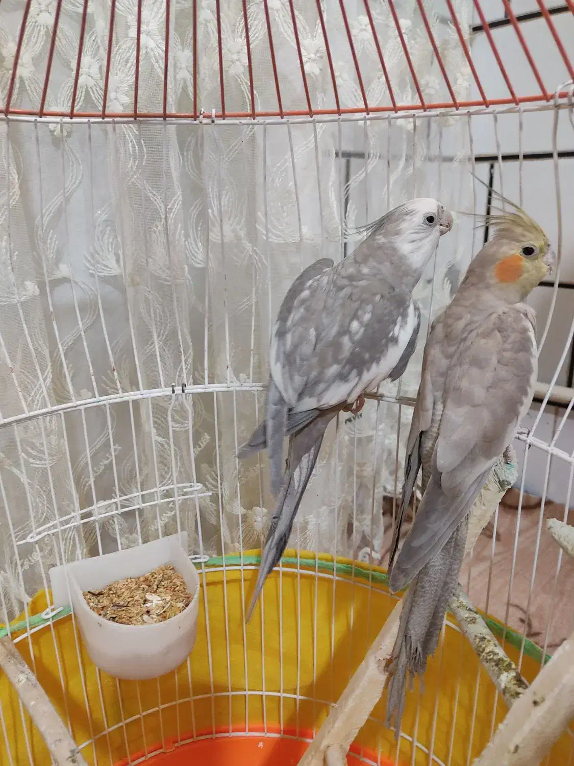 عروس هلندی نروماده|پرنده|ساوه, |دیوار