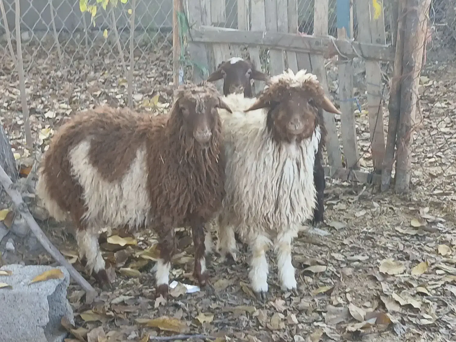 ۳عدد بره|حیوانات مزرعه|ملکشاهی, |دیوار