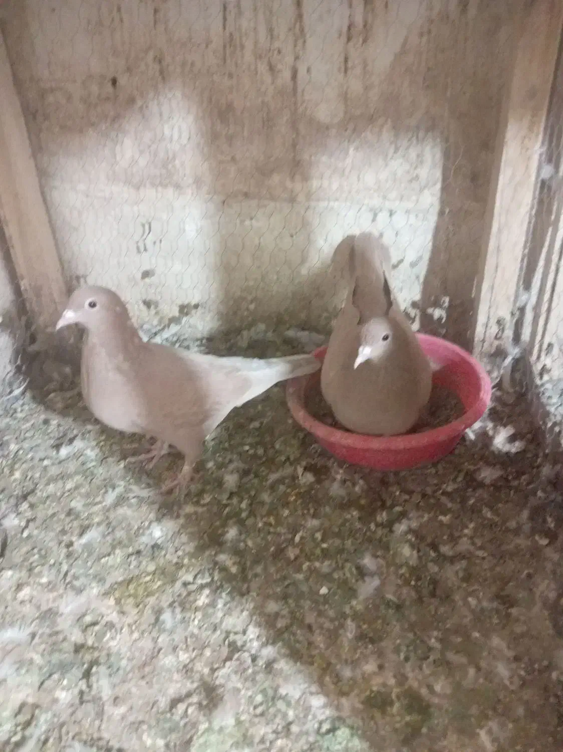 دوجفت زرده کرمانی|پرنده|تربت‌حیدریه, ترمینال|دیوار