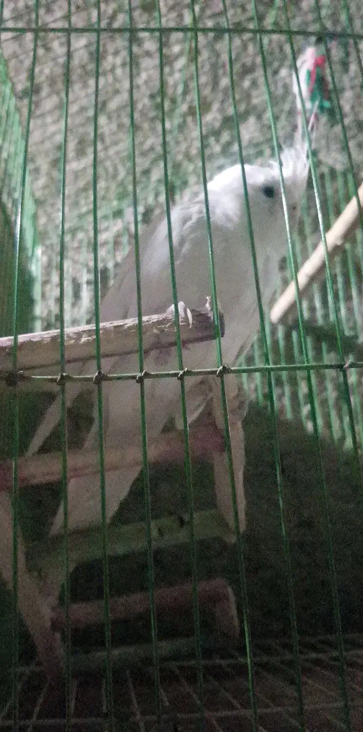 عروس هلندی آلبینو|پرنده|لیکک, |دیوار